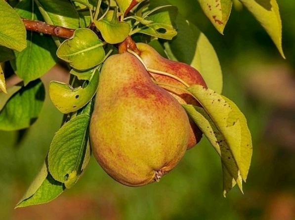 Диетологи рассказали о пользе груши для организма человека