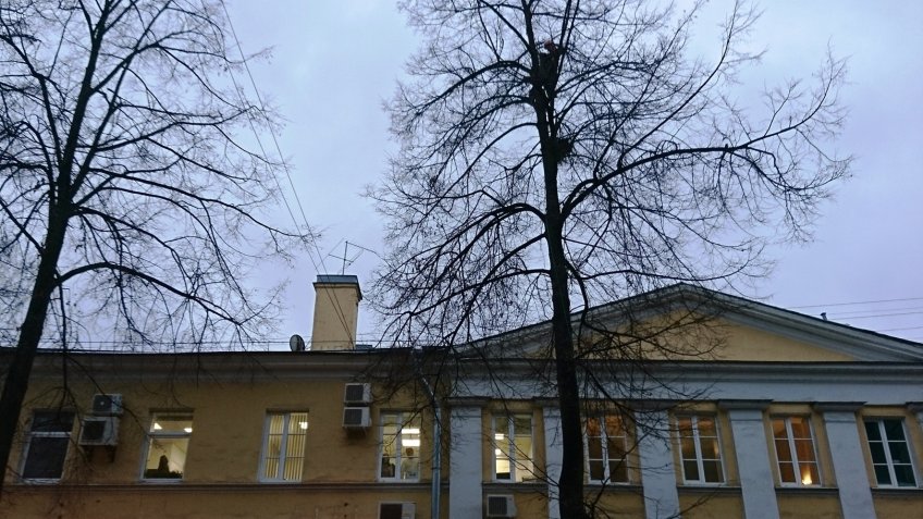 Животное сидело на высоте третьего этажа прямо под окнами офиса одного из банковских отделений