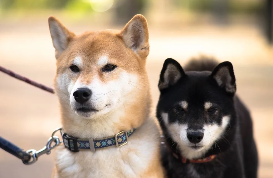 Регистрацию домашних животных в России сделают бесплатной