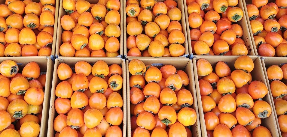 «Роскачество» рассказало, как выбрать невяжущую хурму