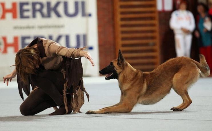 В этом году победителем международного соревнования стала Полина Ильина со своим питомцем