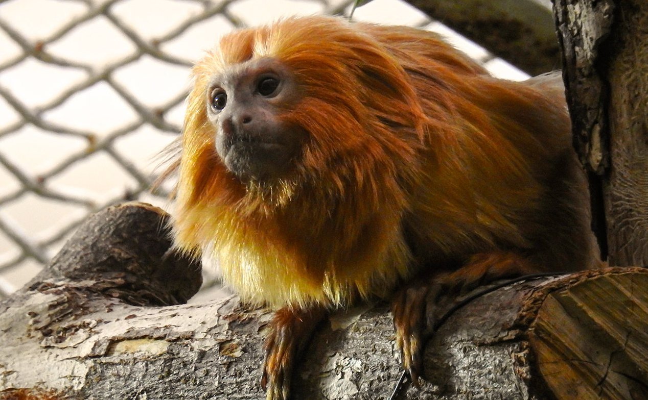 Напоминающие львов краснокнижные обезьянки поселились в Московском зоопарке