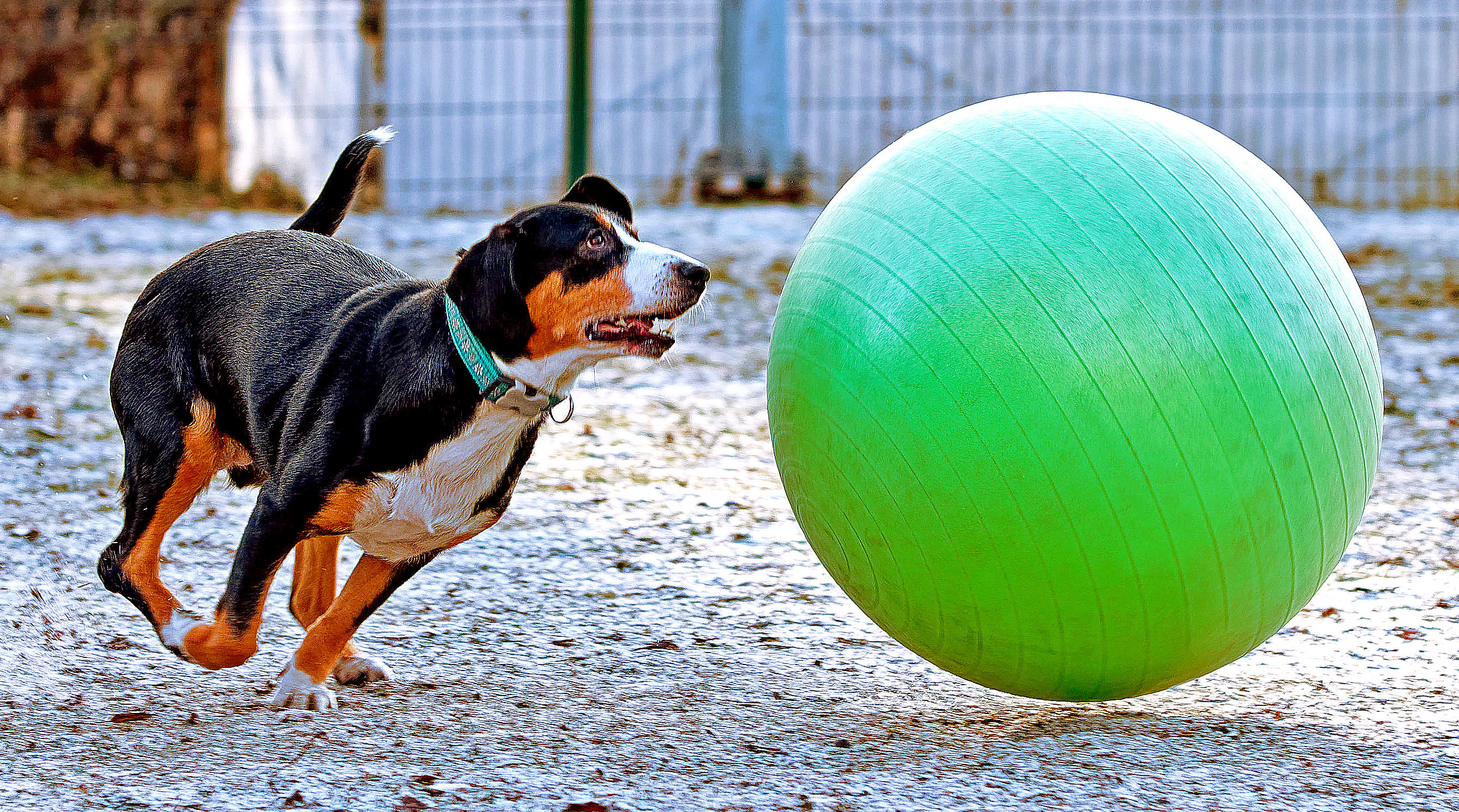 Собака по кличке Флора породы энтлебухер зенненхунд во время соревнований по трейбболу, суть которого — загнать мяч в ворота, как это делают пастушьи собаки с овцами