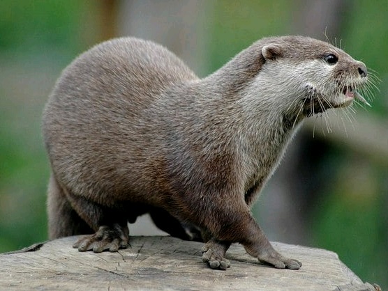 Следы обитания краснокнижной выдры обнаружили в лесу под Можайском