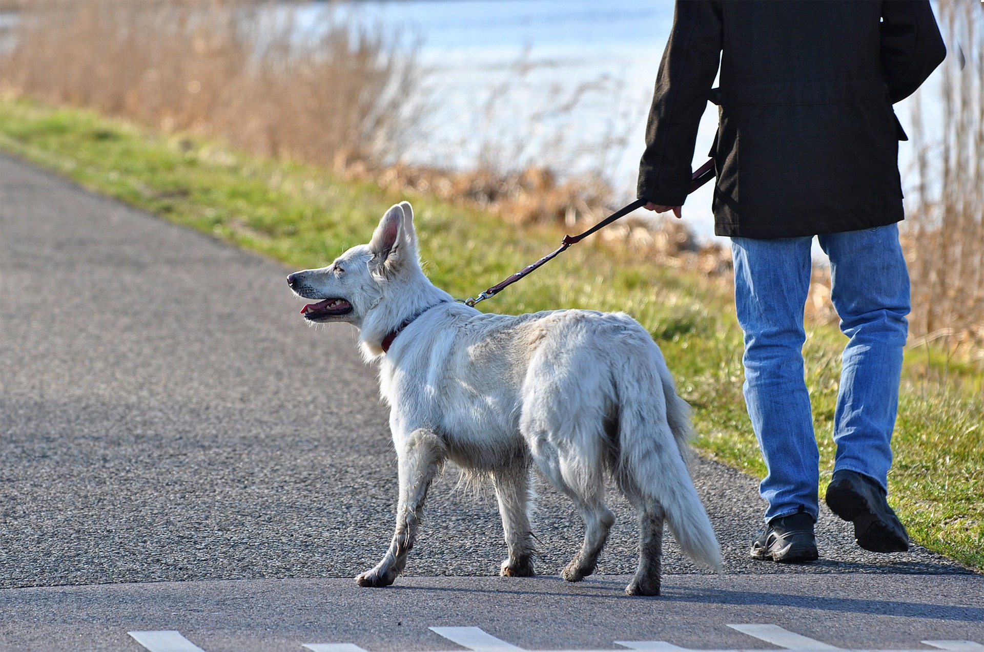 Take dog. Прогулка с собакой. Гулять с собакой. Человек с собакой на прогулке. Прогулка с собакой на поводке.