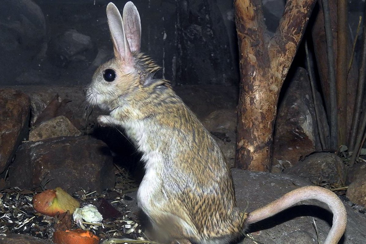 Тушканчики Московского зоопарка впали в зимнюю спячку