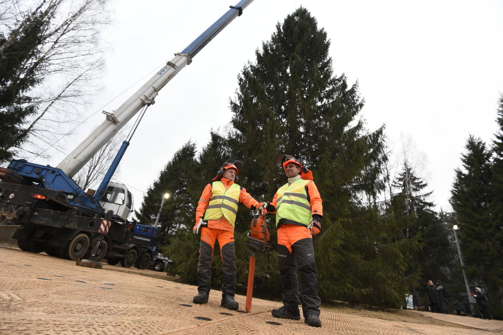 Главную новогоднюю елку страны срубили в Подмосковье 