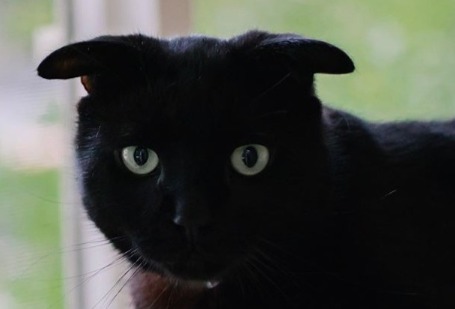 Владелец Флэтхэда объясняет нестандартные уши питомца причудами генетики