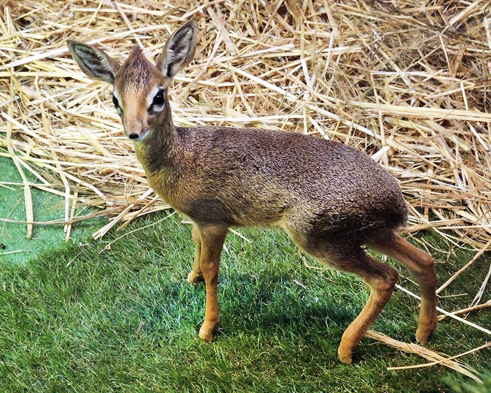 Детеныш миниатюрной африканской антилопы весит 1,2 килограмма на данный момент