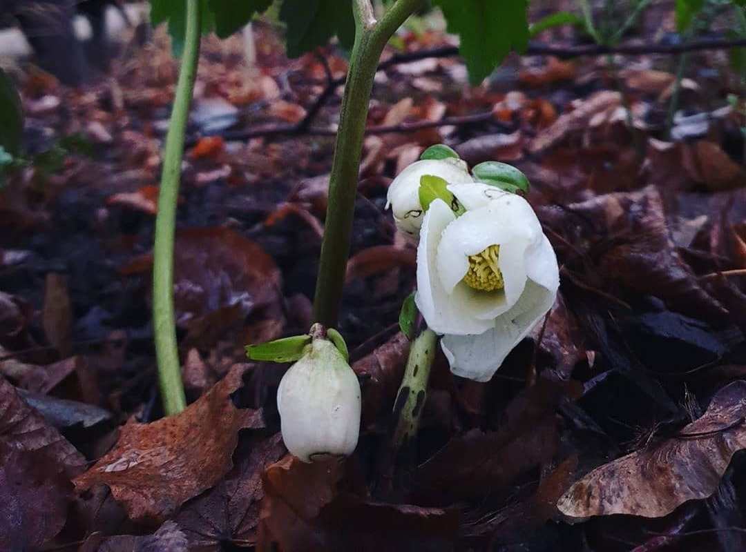 Магнолии и рододендроны зацвели в Москве