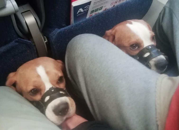 «Аэрофлот» довел до слез беременную женщину, отказав ей взять собак в салон