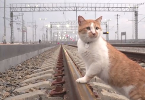 Кот Мостик прогулялся по рельсам, уложенным на Крымском мосту