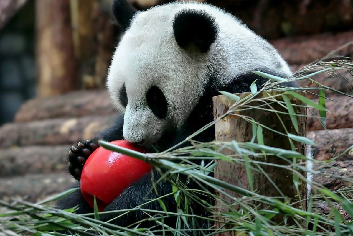 Москвичи смогут обменять подарки для животных на билет в зоопарк
