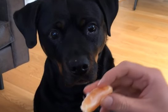 Обожающий мандарины нетерпеливый пес рассмешил Сеть