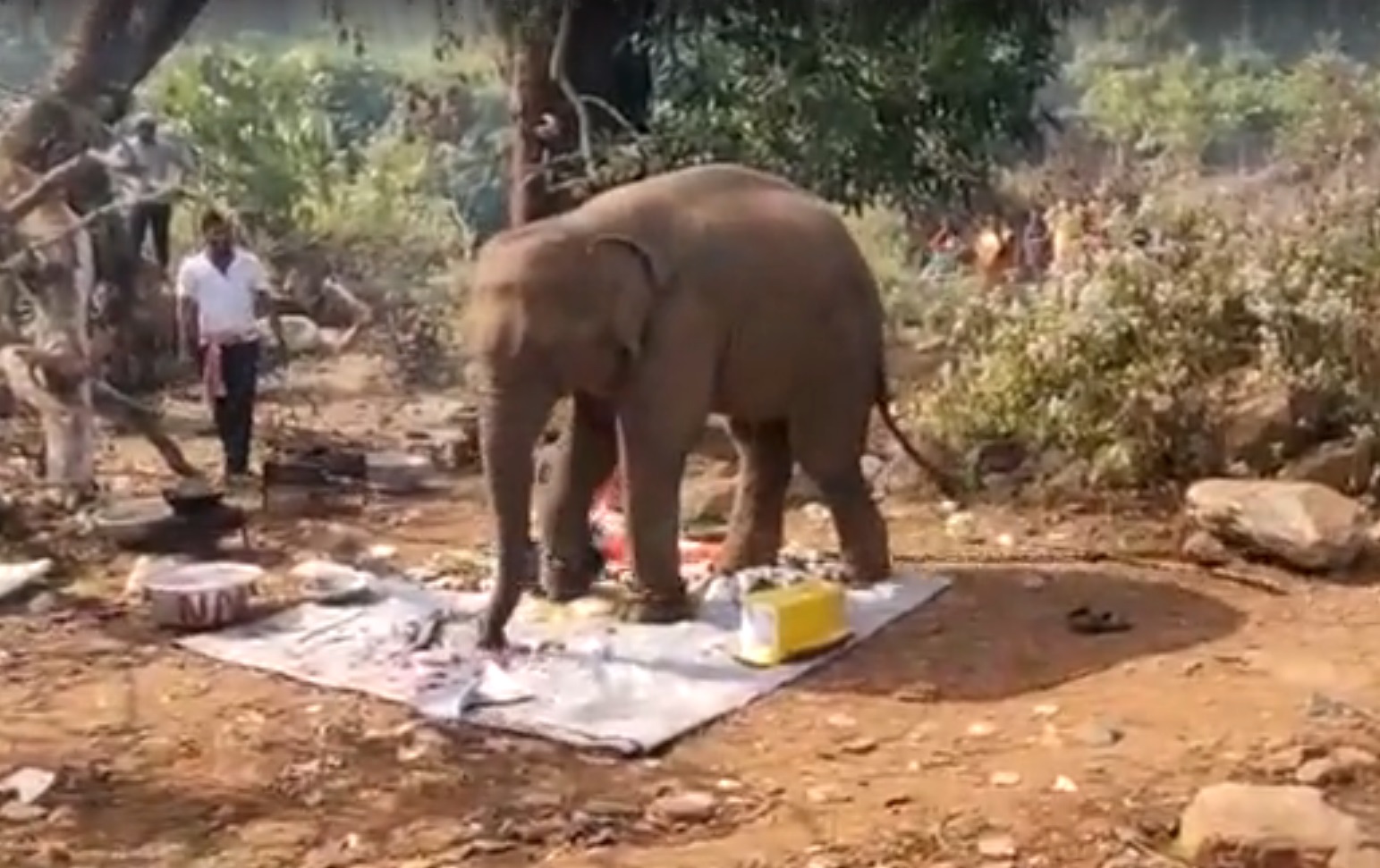 Слон испортил пикник и съел еду гостей питомника в Индии