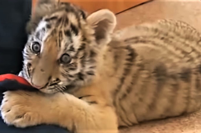 Изъятый при ликвидации нарколаборатории тигренок умер