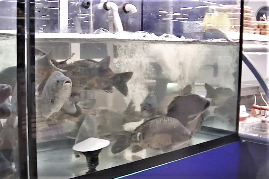 Россиянин назвал себя карпом и нырнул в аквариум супермаркета