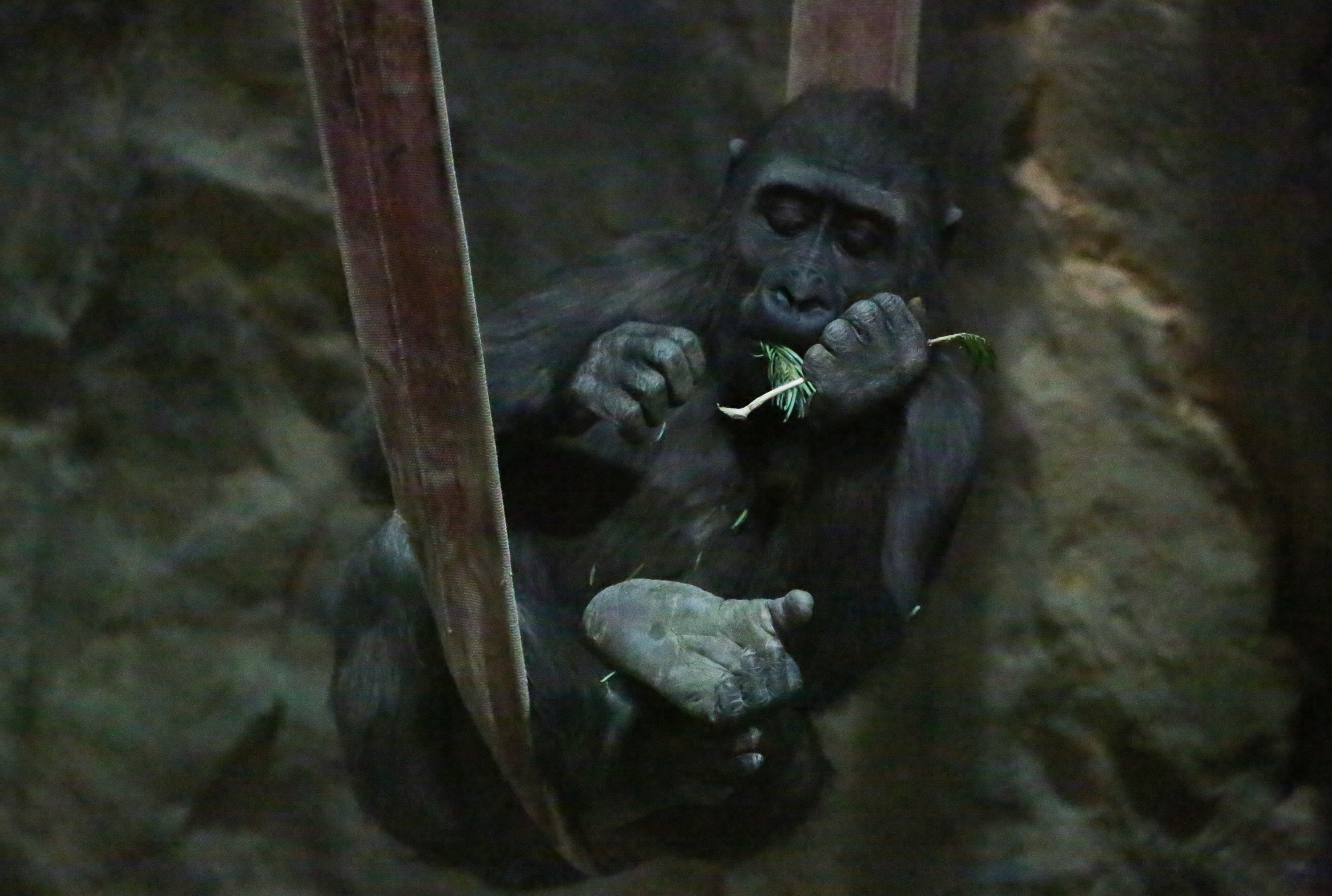 Гриппом и ОРВИ, например, болеют человекообразные, отметил специалист