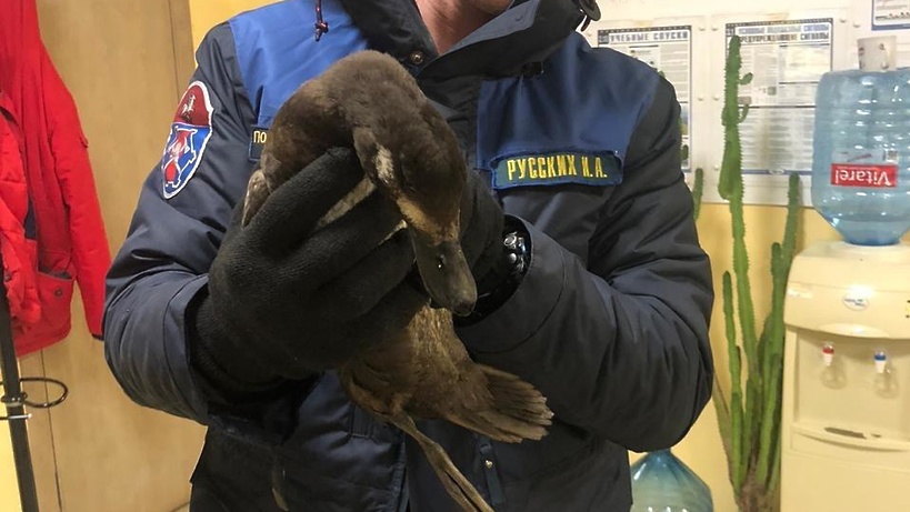 Спасатели обратили внимание на птицу в ходе патрулирования