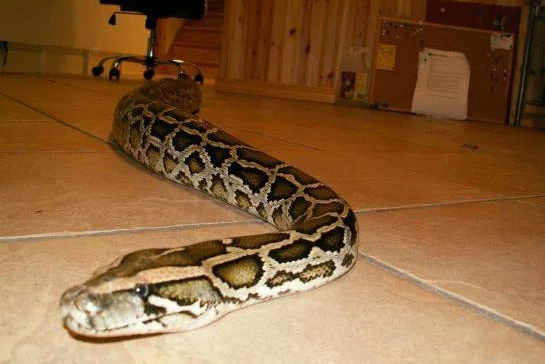 Взрослый питон сбежал из квартиры на севере Москвы