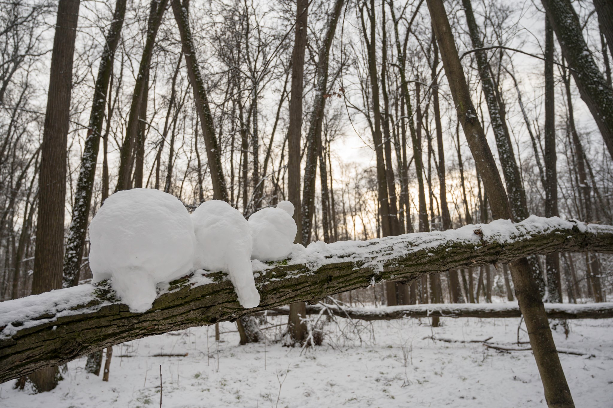 Мишка на дереве в Филевском парке
