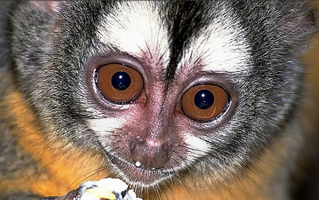 Эти редкие млекопитающие появились в городском зоосаде в мае 2019 года