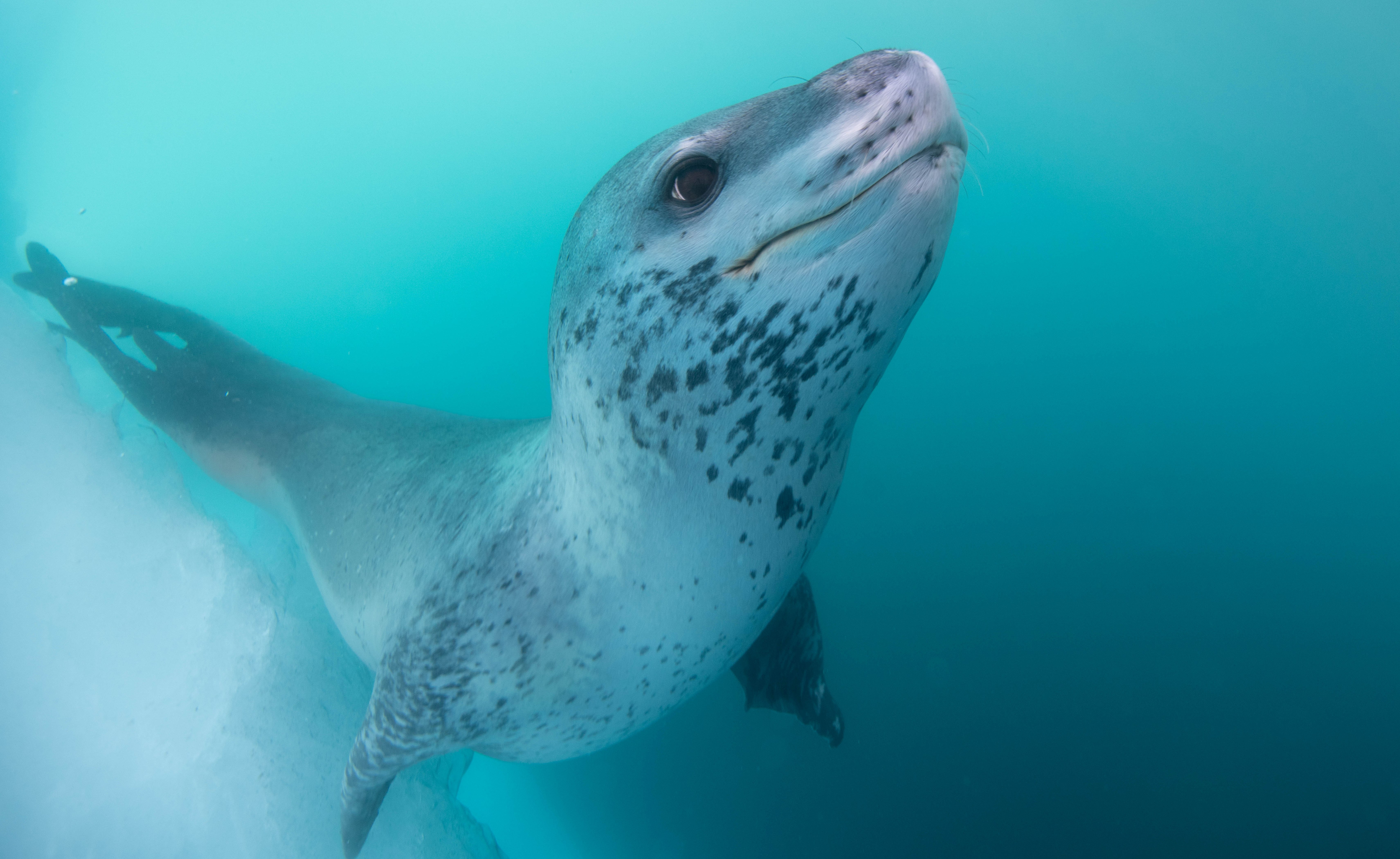 «Позер» — уникальный снимок морского леопарда из коллекции фотографа Станислава Захарова, сделанный им в Антарктиде и представленный на выставке