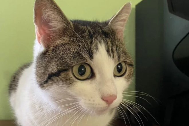 Объявление о продаже кошки за 20 миллионов рублей появилось в Сети