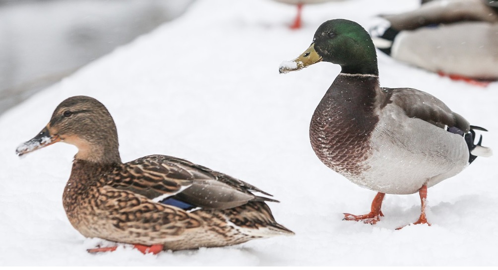 Москвичи смогут подсчитать зимующих уток в рамках акции «Серая Шейка — 2020»