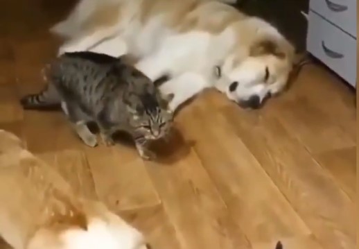 Кот прокрался мимо спящих псов и рассмешил Сеть
