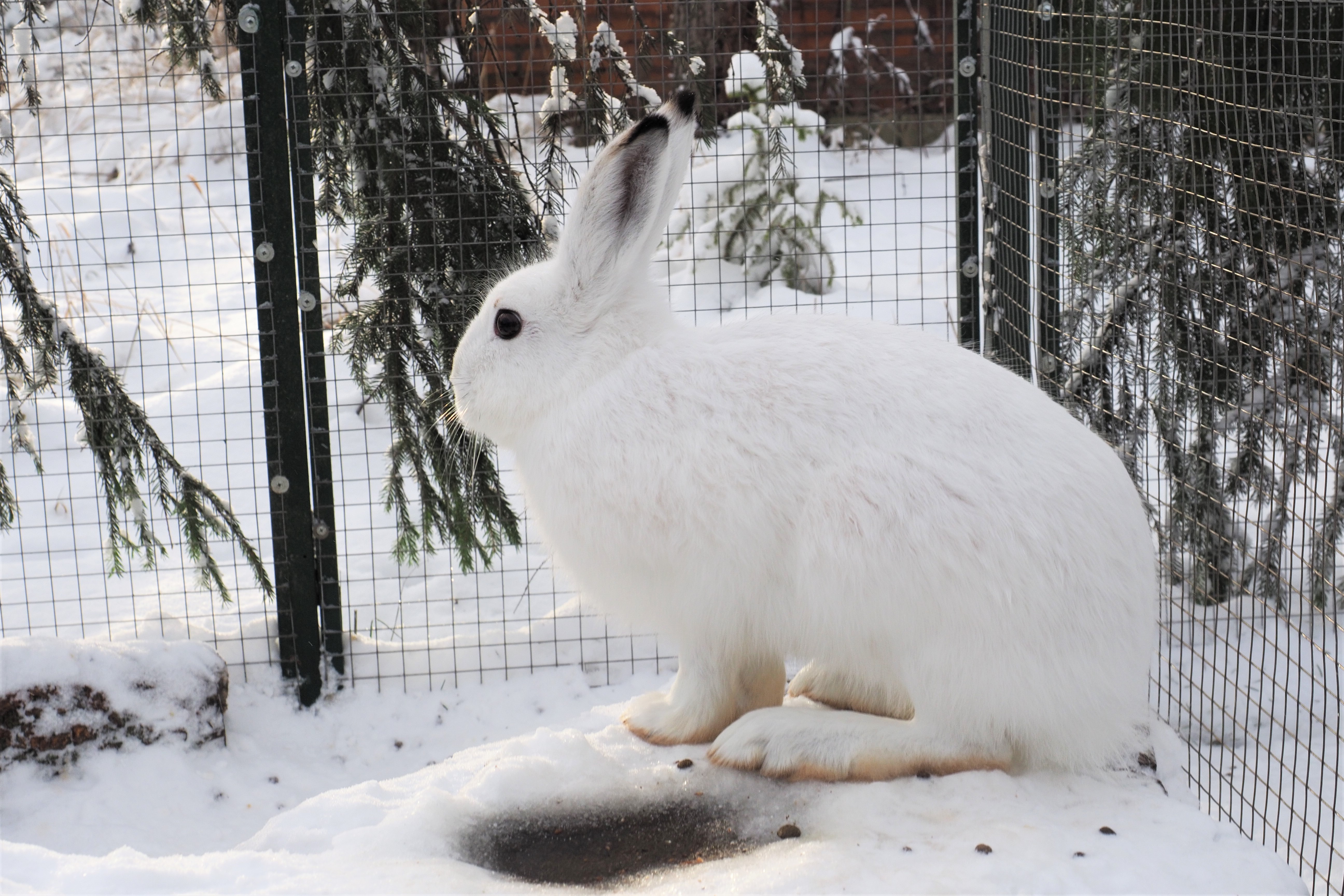 Экоцентр «Битцевский лес» выбрал хозяина леса в 2021 году