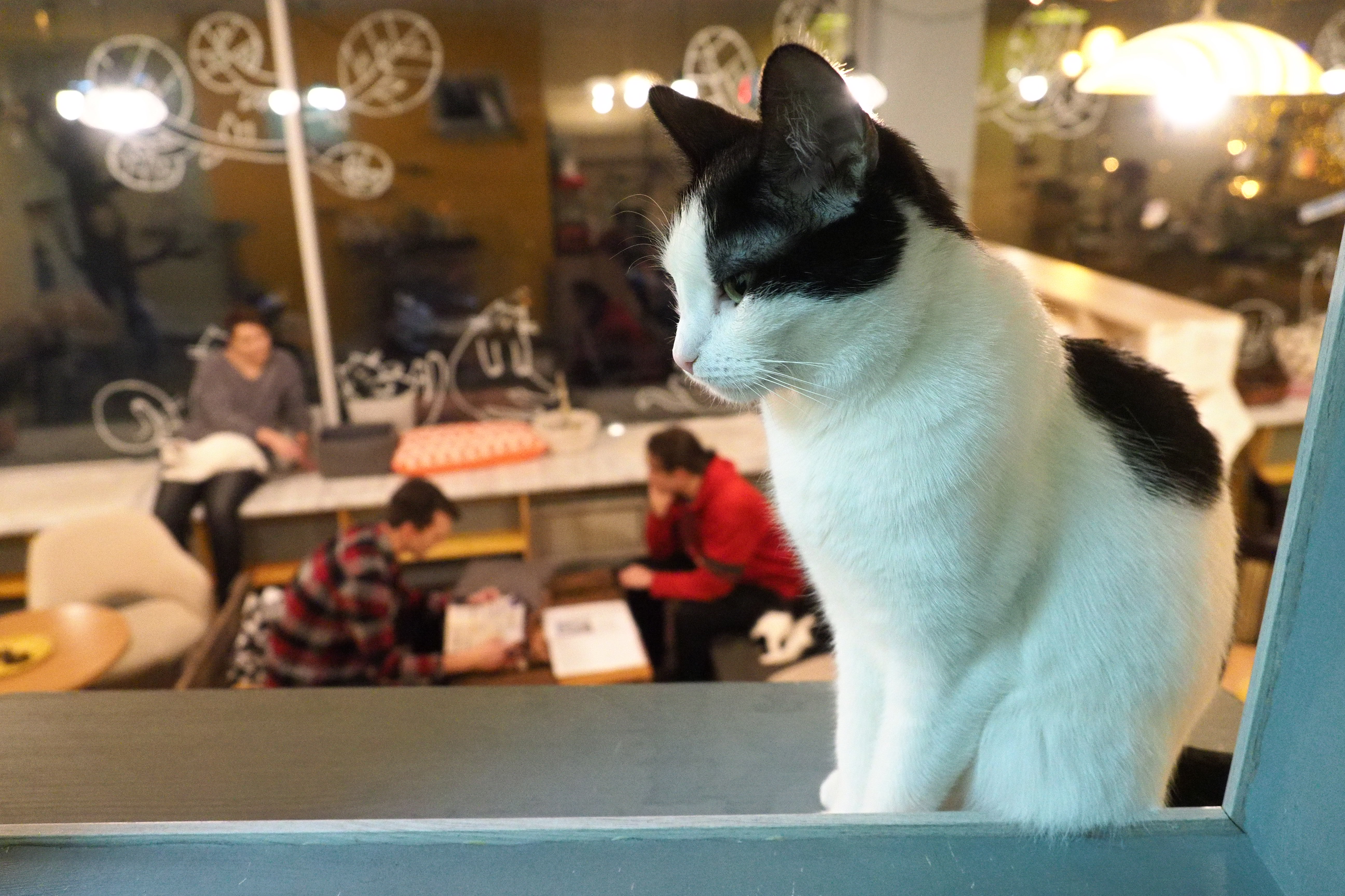 Ветеринар: Если все кошки заболеют COVID-19, это не вызовет повторную пандемию