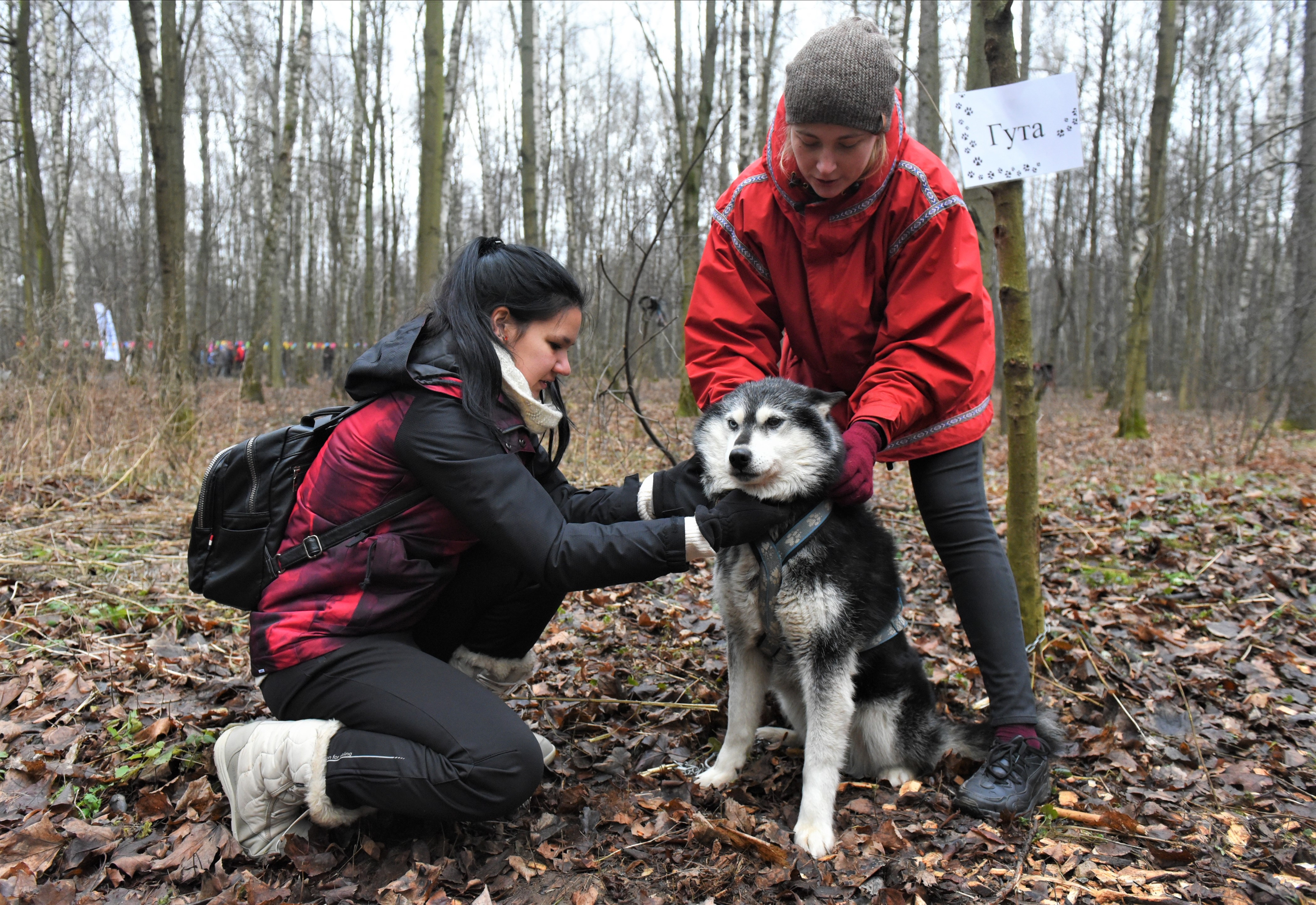 Хаски-парк в Измайлове закрыли