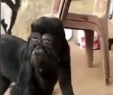 Козу с «человеческим лицом» посчитали божеством в Индии 