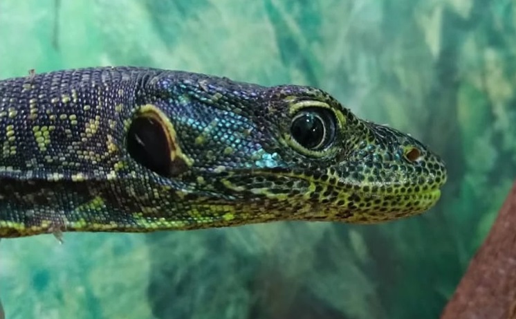 Редкие синехвостые вараны появились в Московском зоопарке