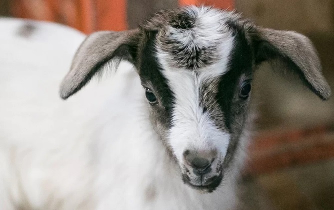 Москвичи выберут имя для родившегося на «Городской ферме» козленка