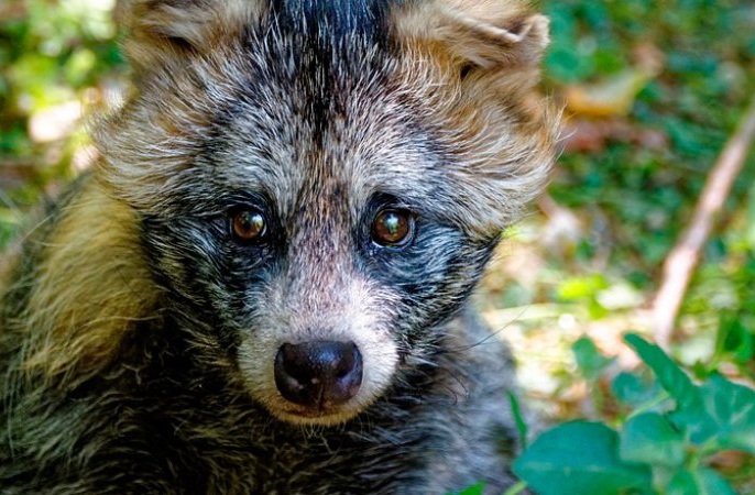 Жители Санкт-Петербурга помогли енотовидной собаке вернуться домой