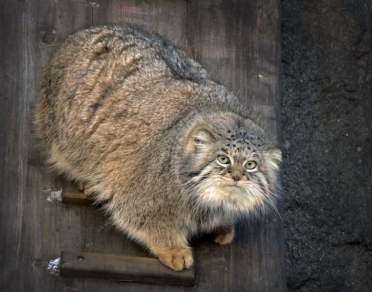 Забайкальский манул вернется в Московский зоопарк