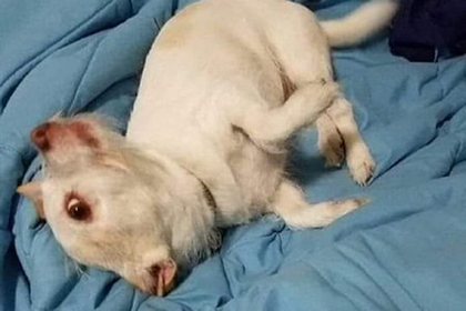 Пользователей Сети озадачило существо, похожее на пса, козла и свинью