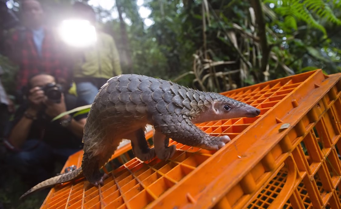 По мнению экспертов, промежуточными носителями вируса могут быть панголины