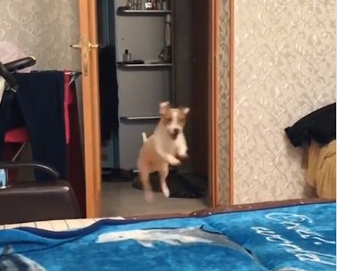 Видео с псом, считающим себя кошкой, набрало миллион просмотров