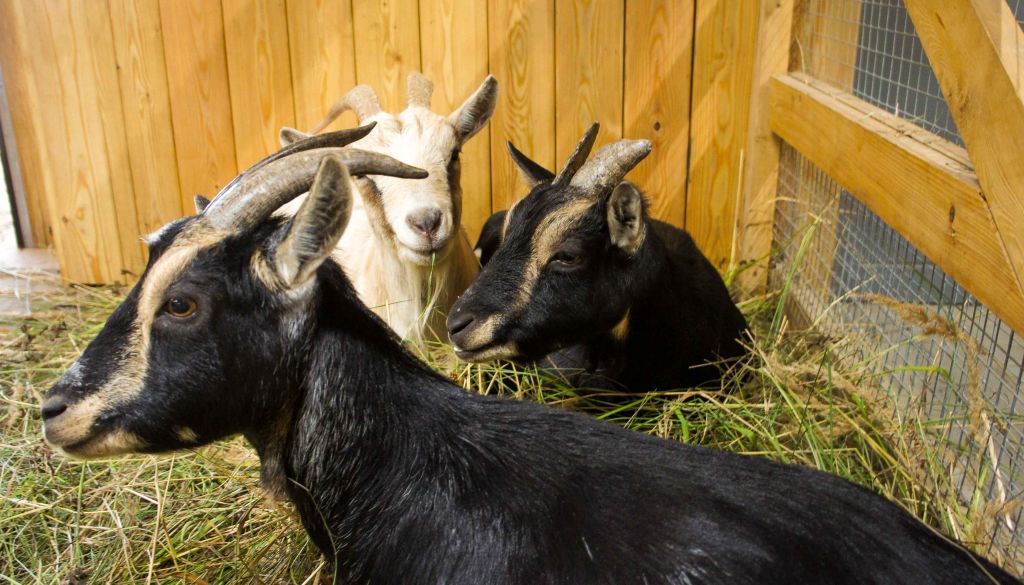 Камерунские козы Зита и Гита