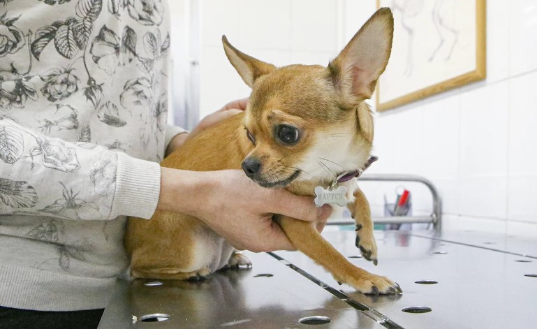 Москвичи смогут оставить заявку на вакцинацию питомцев от бешенства