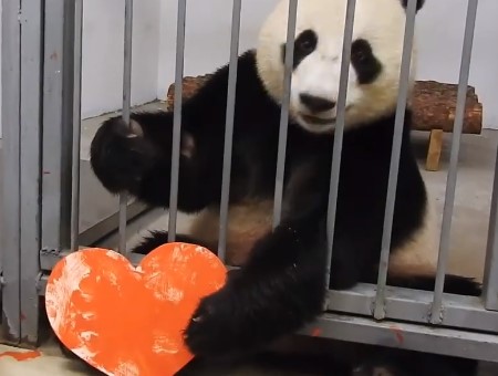 Самец панды сделал валентинку для своей подруги в Московском зоопарке