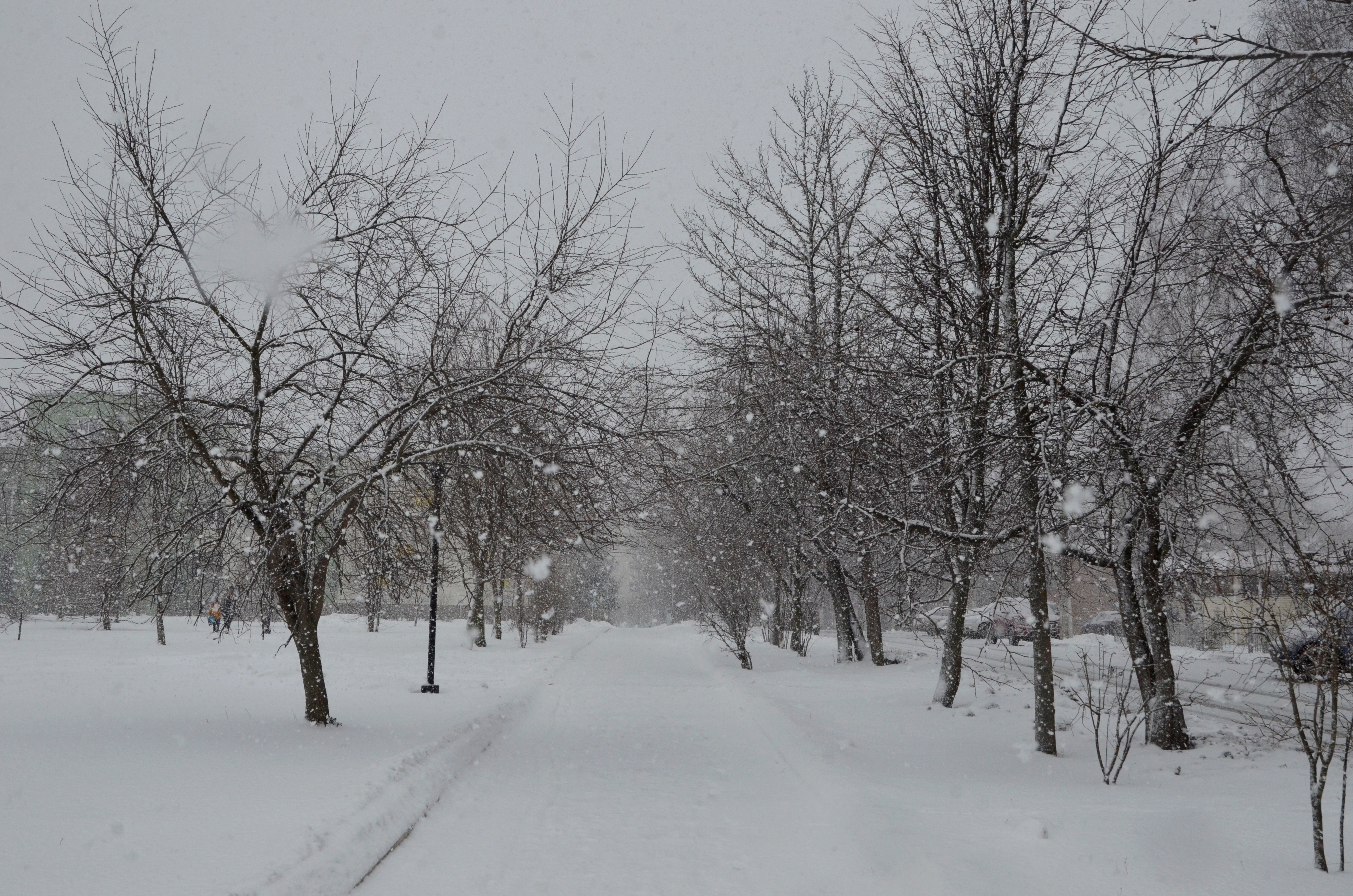 Москвичей обяжут выплачивать компенсацию за повреждение деревьев и кустарников