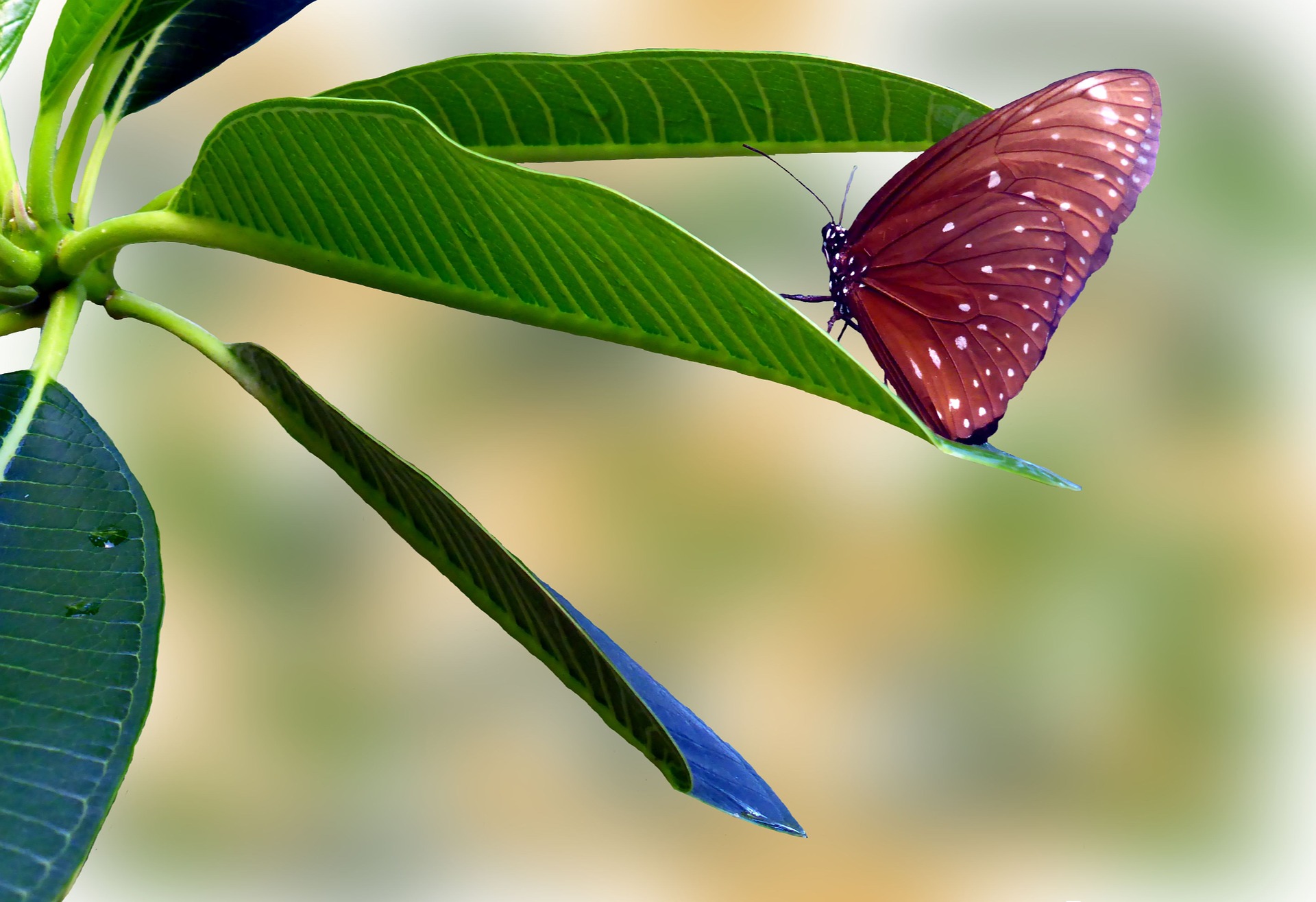 Трети животных и растений предрекли исчезновение к 2070 году