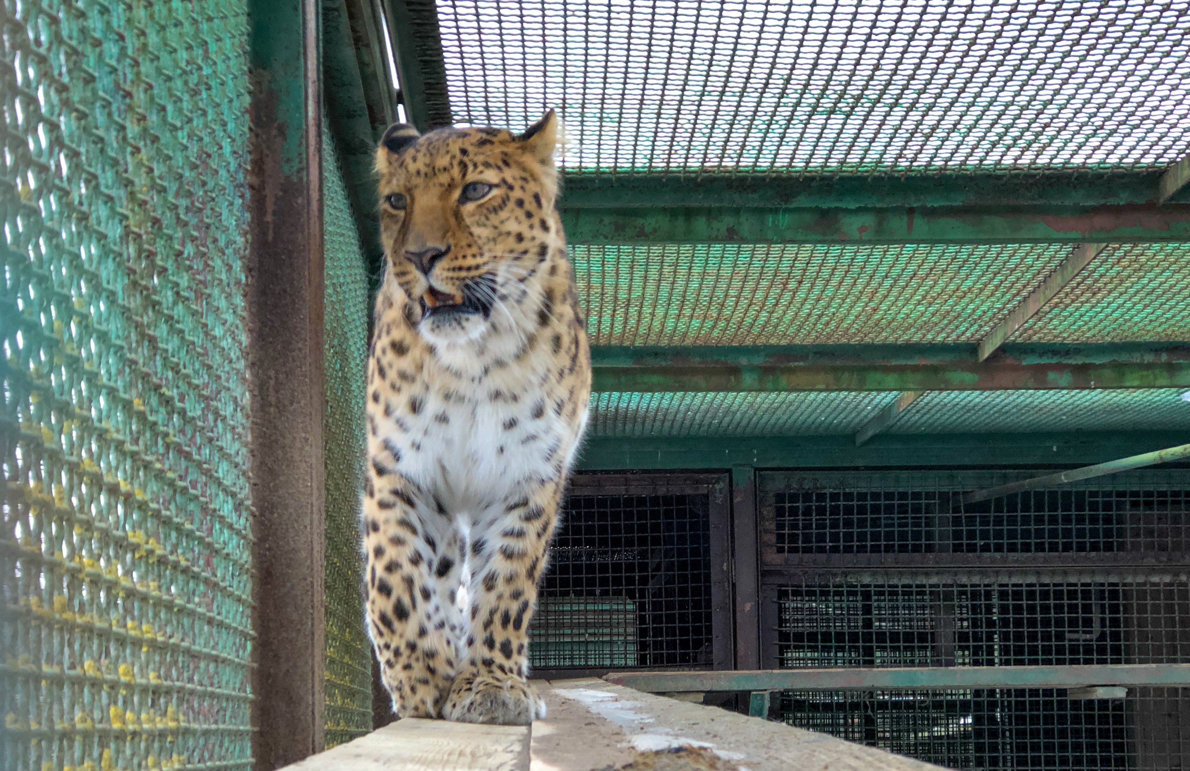 Спасенный в Приморье леопард Эльбрус в Центре воспроизводства редких видов животных в Подмосковье