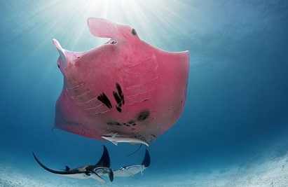 Фотограф запечатлел на снимке редкого розового ската манта