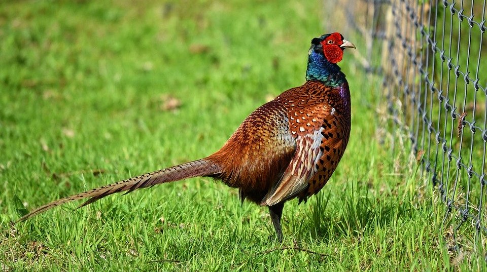 Недавно здесь появились декоративные птицы — три породы фазанов: серебряная, золотая и королевская