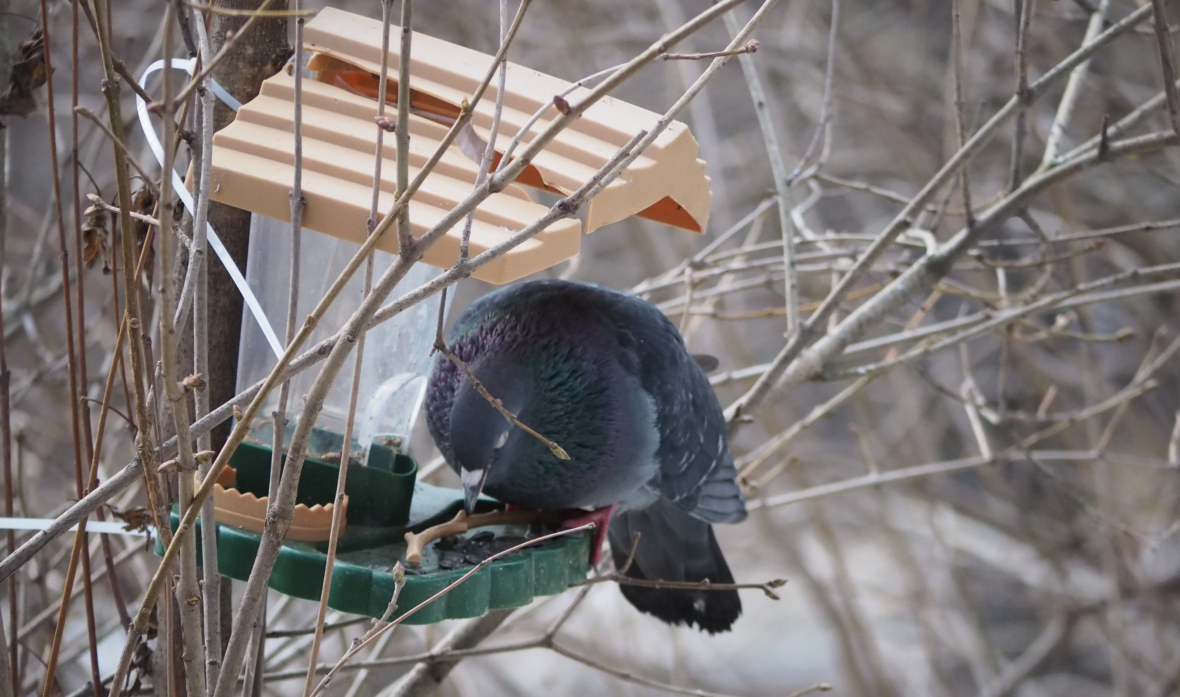 В объектив корреспондента «Вечерки» попал голубь, разоряющий кормушку, вывешенную по просьбам местных жителей